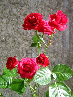 Прекрасное изображение Бенгальской розы