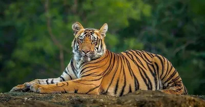 Бенгальские тигры  фото