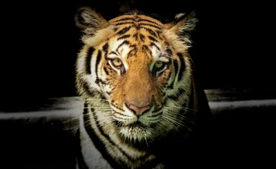 Фото бенгальских тигров: красота в деталях