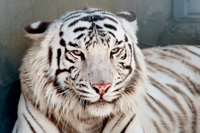 Фотографии потрясающих бенгальских тигров