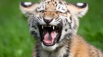 Фотографии бенгальских тигров: красота природы в объективе