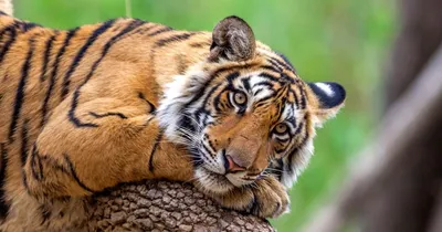 Очаровательные фото бенгальских тигров