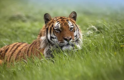 Картинки величественных бенгальских тигров