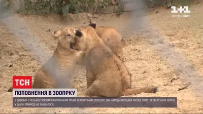 Фотка Берберского льва во время передвижения