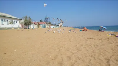Арт-фото Берегового крымского пляжа с морскими ракушками
