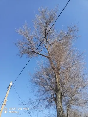 Бересток дерево: природное чудо на фото