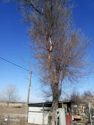 Бересток дерево: гордость природы на фотографии