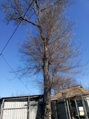 Самые красивые изображения бересток деревьев