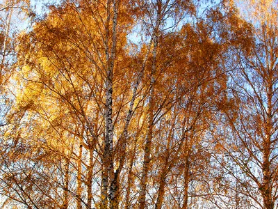 Поющие листья: береза в ритме осени