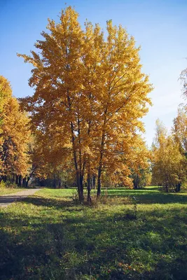 Закатная прогулка: фото березы в теплых осенних отблесках