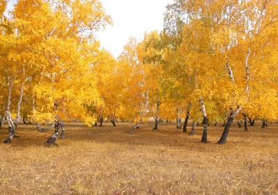 Прикосновение осени: фото березы, окрашенной ее листьями