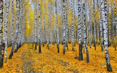 [82+] Береза осенью дерева фото