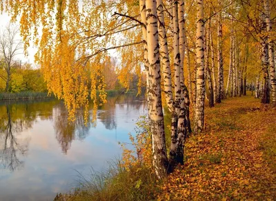 Картинка дерева: фотография березы в HD качестве для рабочего стола