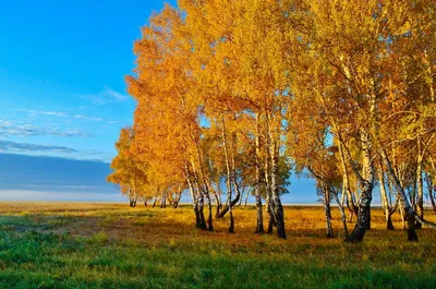 Натуральность Березы осенью дерева: качественные фотографии