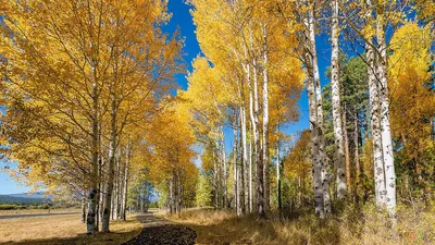 Рисунок березы: одно из самых красивых фото деревьев