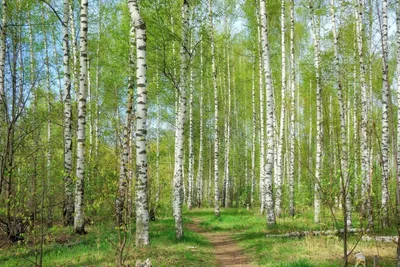 Фото березы весной в HD качестве