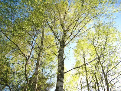 Фото березы весной с ярким небом