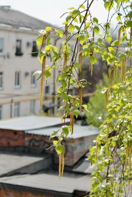 Фотографии березы весной: вдохновение природой