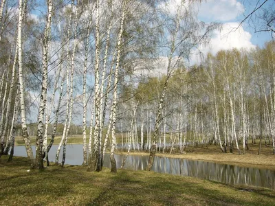 Фото березы весной в 4K разрешении