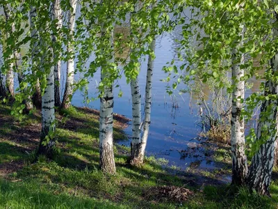 Весенний взгляд: фотографии березы