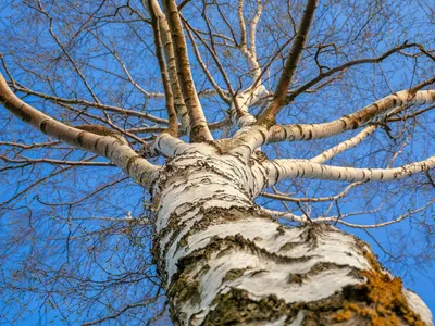 Береза весной: фото, которые наполняют энергией