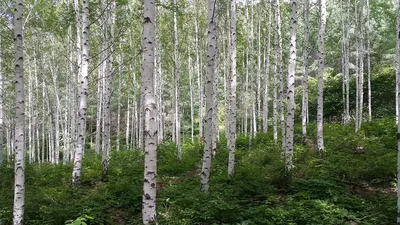 Весенние взгляды: фотографии березы