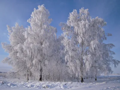 Фотография березы в зимнем убранстве: разнообразные форматы для скачивания