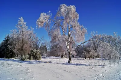 Фотография заснеженной березы: выбор формата и размера для загрузки