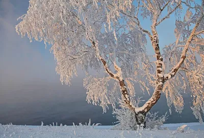 Фотография березы под снегом: выберите фото по своему вкусу и формату