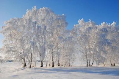 Фотка зимней березы: разнообразные размеры и форматы для загрузки