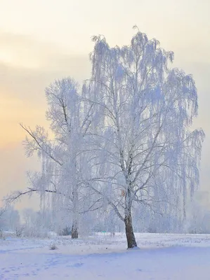 Фотка зимней березы: разнообразные размеры и форматы для загрузки