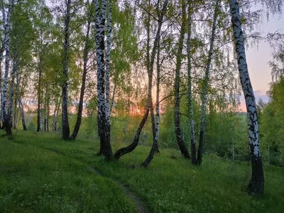 Эксклюзивные фото березового леса: скачайте и насладитесь красотой