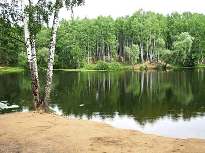 Картинка березового леса: волшебство зелени