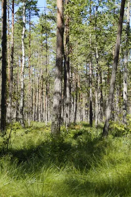 Впечатляющие фотографии березового леса для скачивания