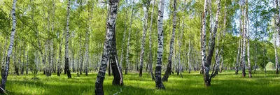 Качественные фотографии березового леса: скачайте и наслаждайтесь