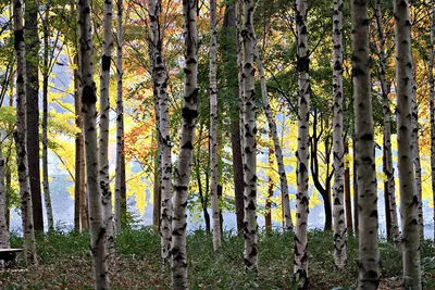 Березовый лес высокого разрешения фотографии