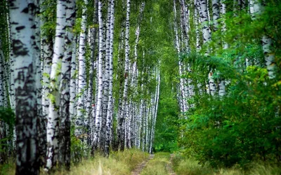 Красота березового леса во всей своей великолепной красе на фотографиях