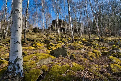 Фотографии березового леса, которые заставят вас остановиться и восхититься