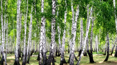 Магия и загадочность березового леса, запечатленная на фото