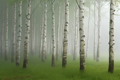 Фотографии, передающие неповторимую энергетику березового леса