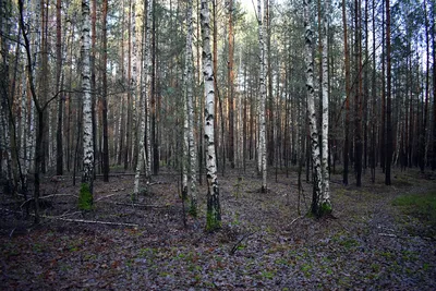 Изумительные сюжеты березового леса на фотографиях, оставляющих без слов