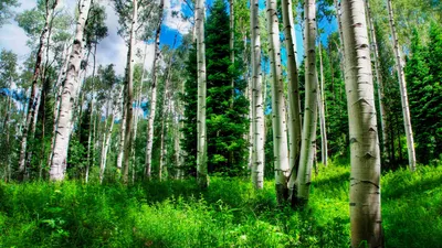 Фотк: Березовый лес – самые красивые фотографии