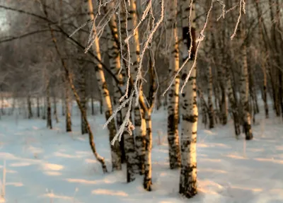 Удивительные фотографии березового леса в Full HD