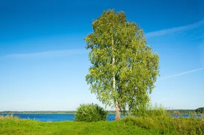 Березы у реки: коллекция новых фотографий доступна в разных размерах