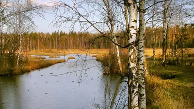 Река и ее создатели: фото березы