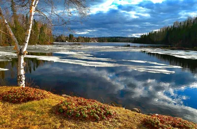 Слияние природы и воды: фото березы на реке