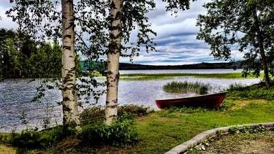 Открытие прекрасного: фотография березы у реки