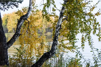 Фотк берез у реки в хорошем качестве: замечательное путешествие в природу