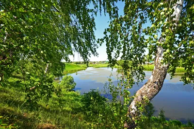 Фото берез у реки: красивые фоны в HD качестве для скачивания