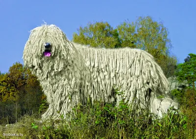 Собаки породы Бергамская овчарка на фото